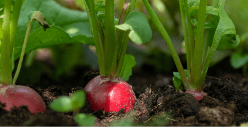 植物・野菜菜園業