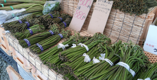 山菜採り・山菜の販売